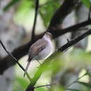 Image of Cuban Solitaire