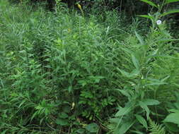 Image of roadside agrimony