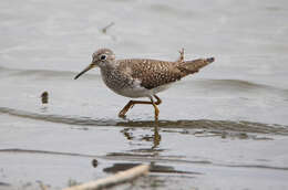 Image of Tringa solitaria cinnamomea (Brewster 1890)