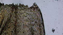 Image of plagiothecium moss