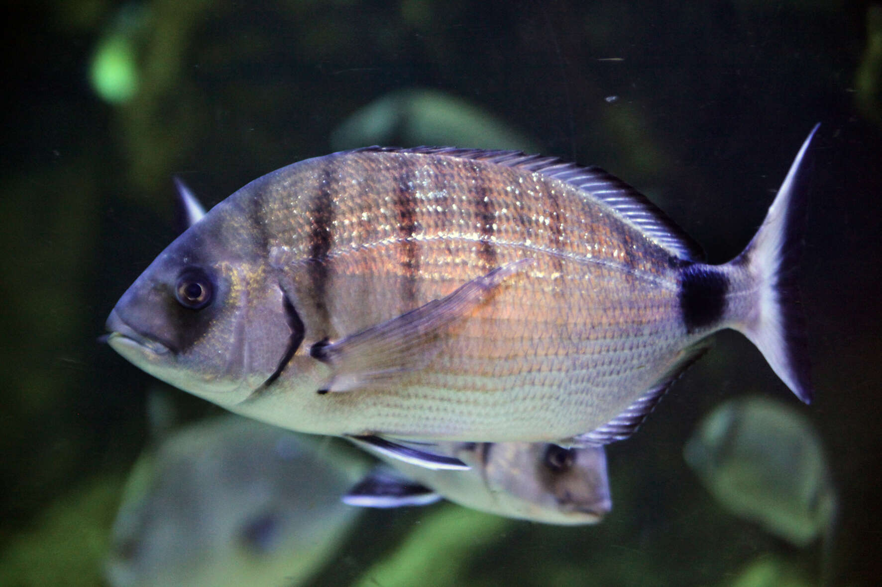 Image of White Seabream