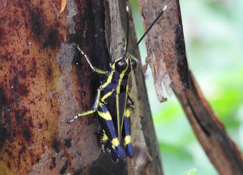 Image of Traulia azureipennis (Serville 1838)