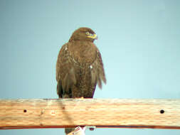 Image of Ferruginous Hawk