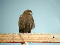 Image of Ferruginous Hawk