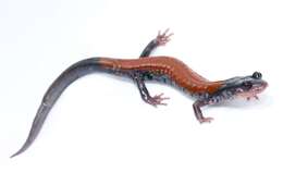 Image of Yonahlossee Salamander