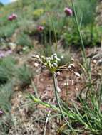 Image of Allium flavum subsp. tauricum (Besser ex Rchb.) K. Richt.