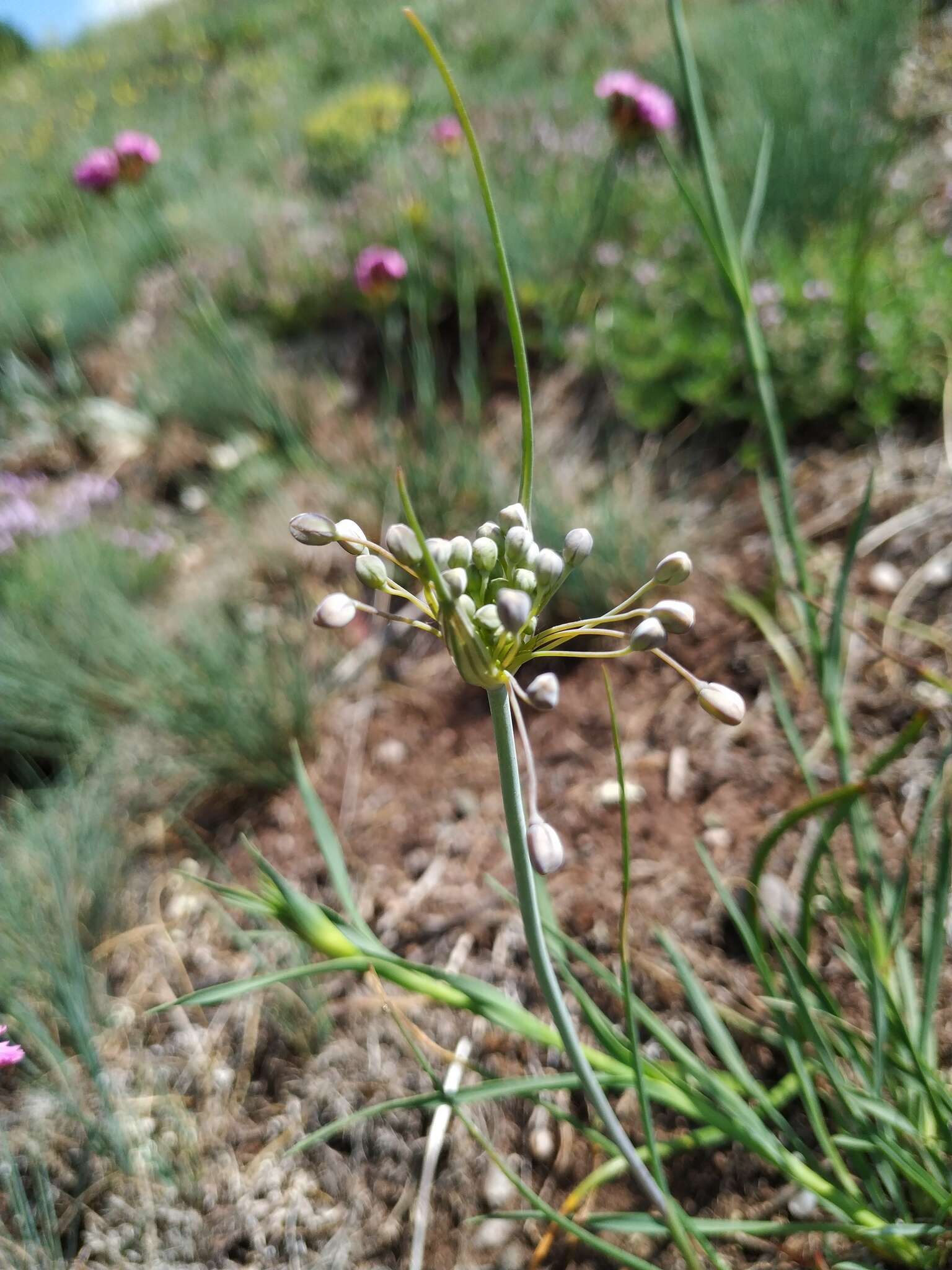 Image of Allium flavum subsp. tauricum (Besser ex Rchb.) K. Richt.