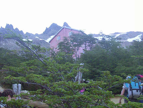 Image of Antarctic Beech