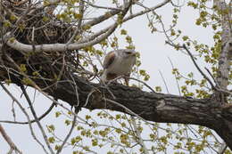 Image of Ferruginous Hawk