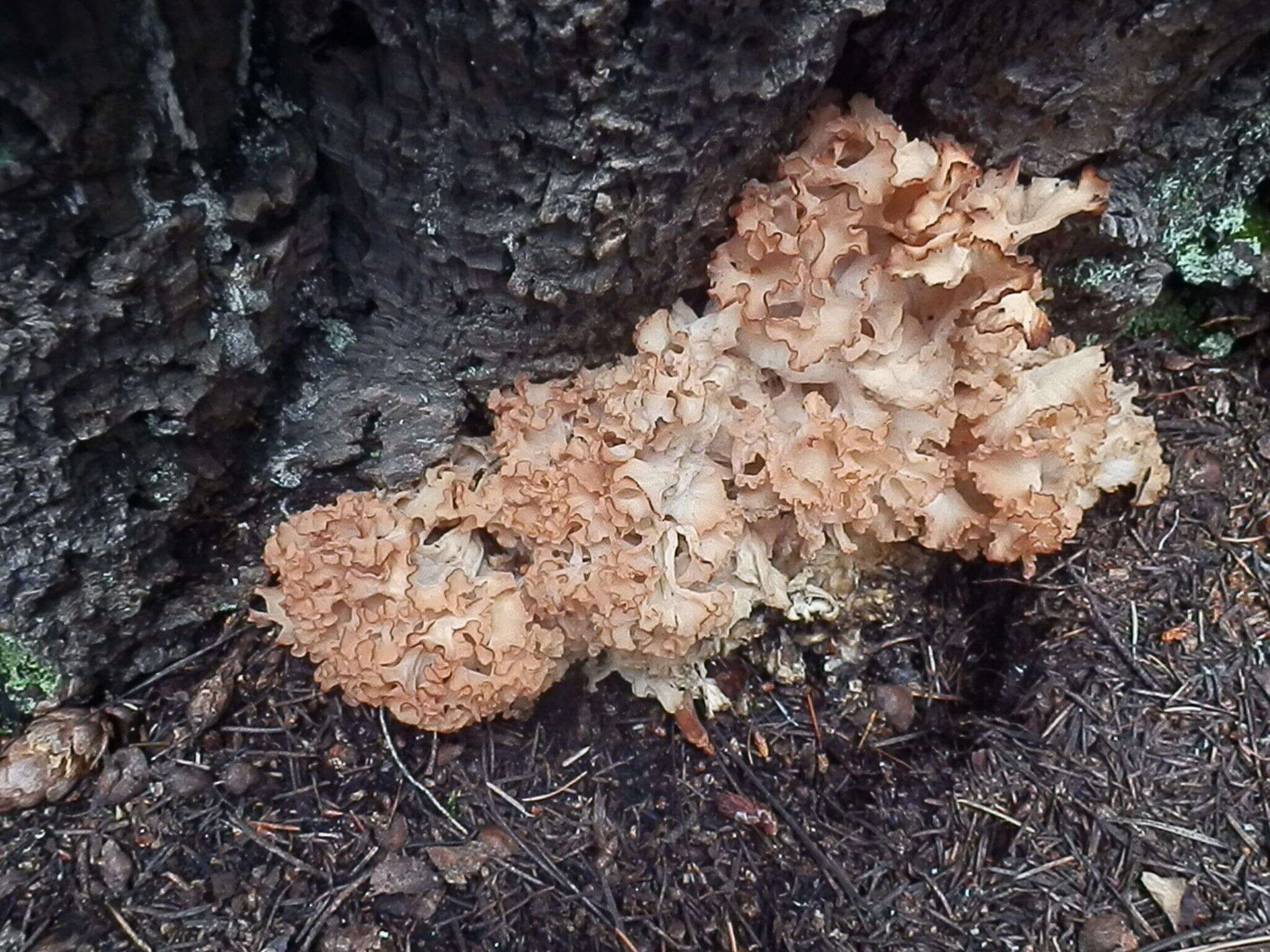 Image of Sparassis americana R. H. Petersen 2013
