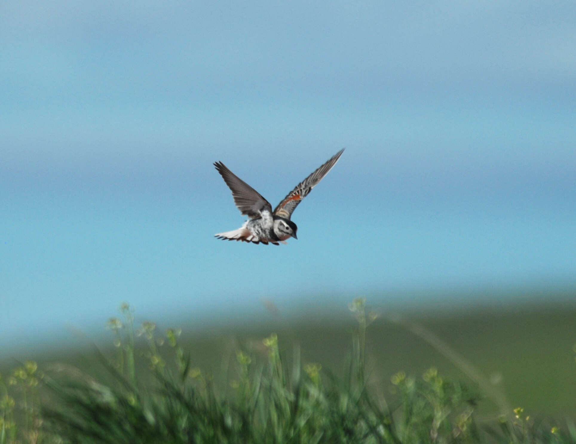 Image of calcariid buntings