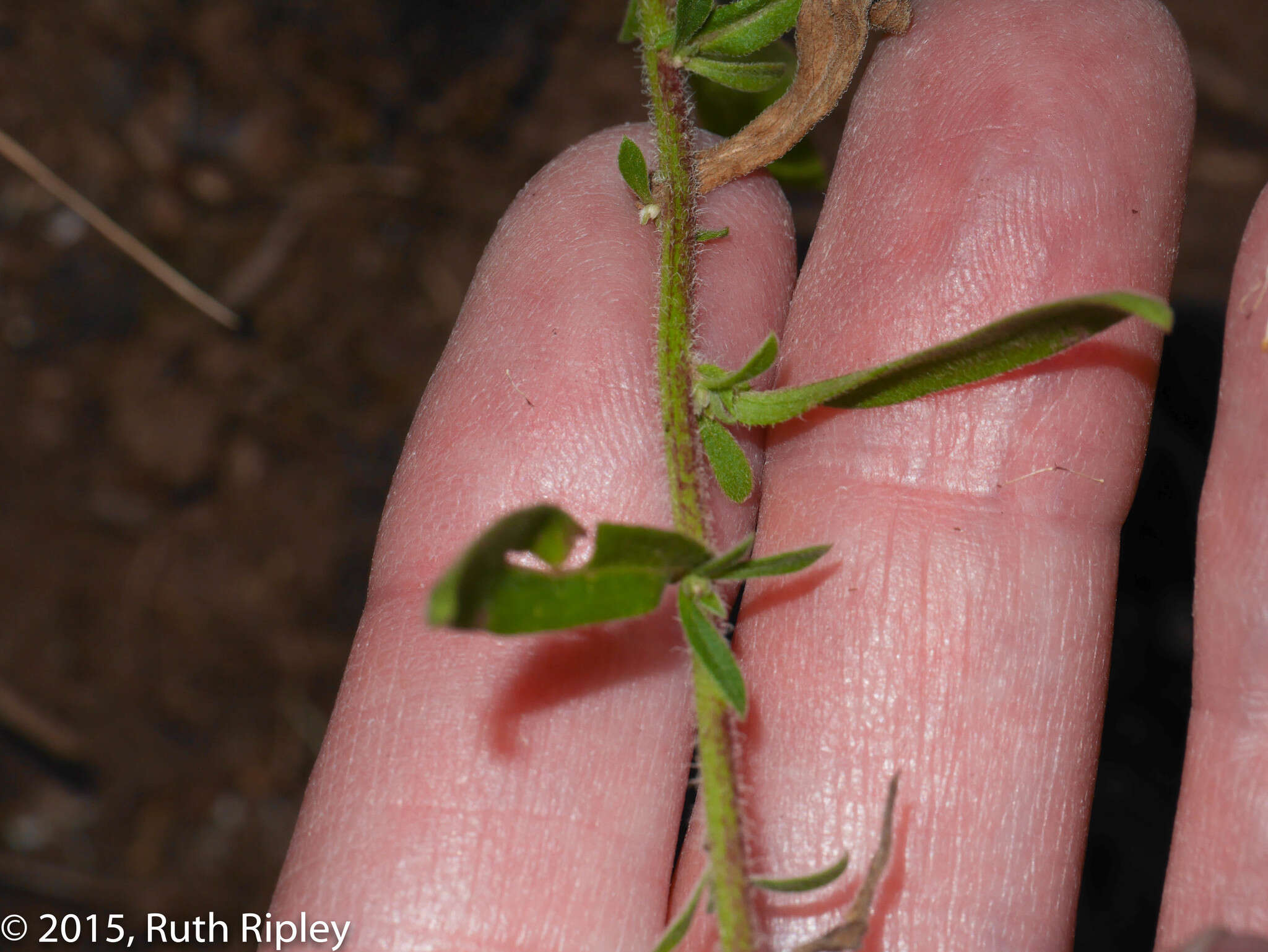 Image de Erigeron deserticolus (Phil.)