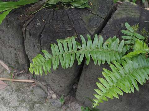 Image de Nephrolepis copelandii W. H. Wagner