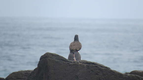 Image of Blackish Oystercatcher