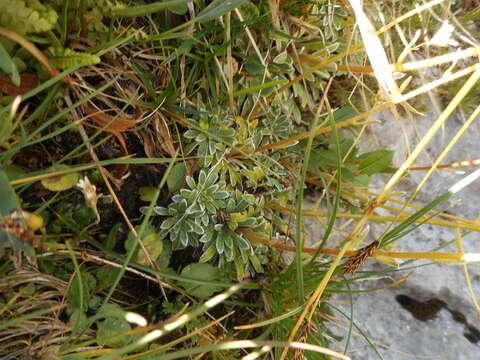 Image of Encrusted Saxifrage