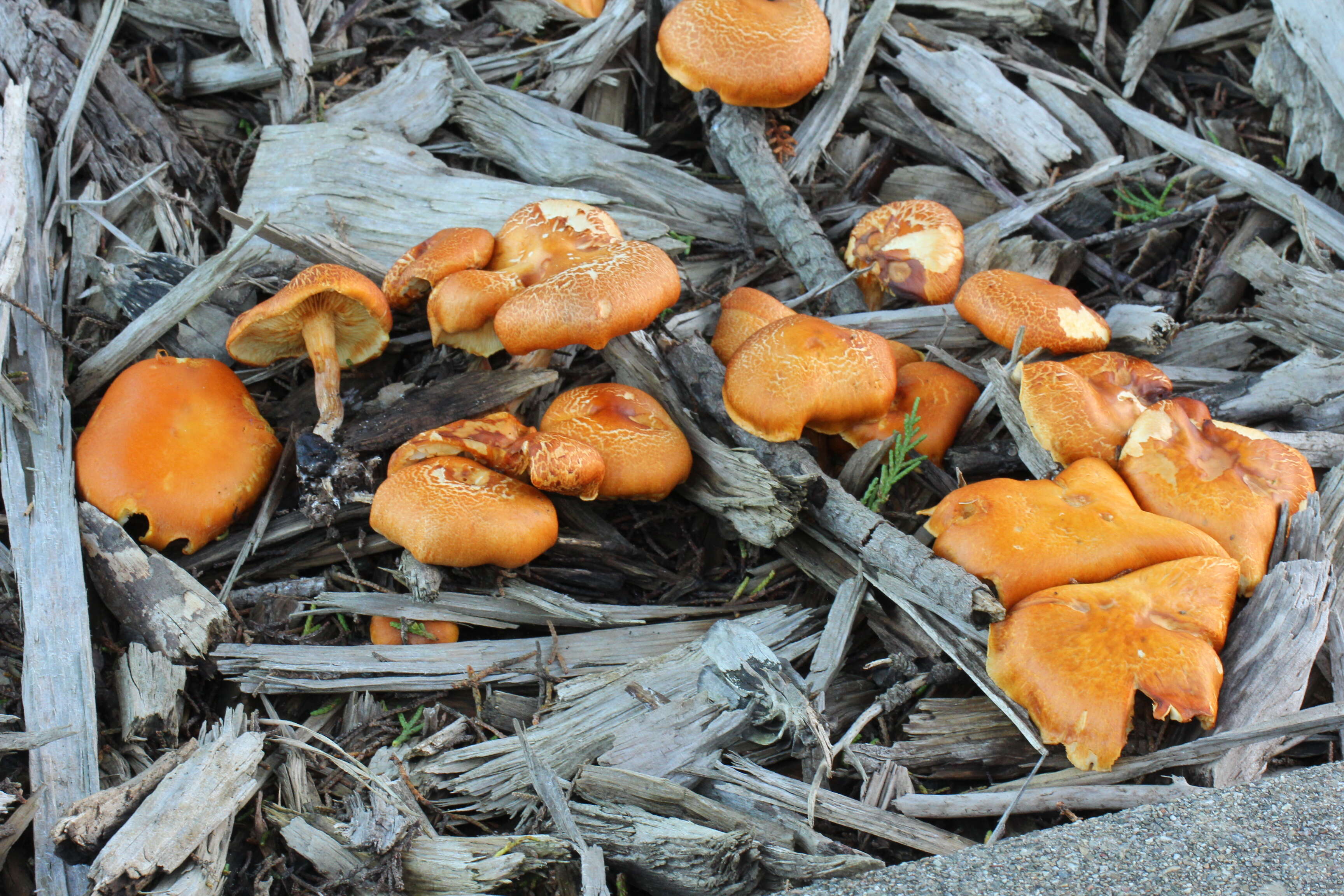 Image of Gymnopilus