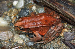 Image of Northern Red-legged Frog