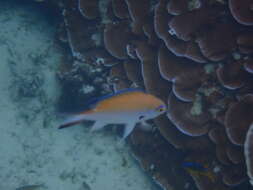 Image of Norfolk Chromis