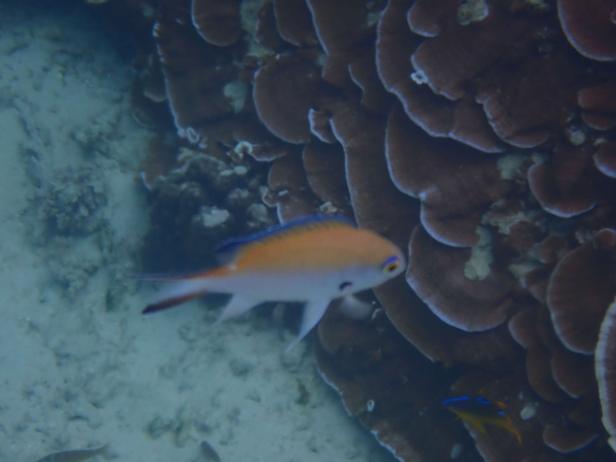 Image of Norfolk Chromis