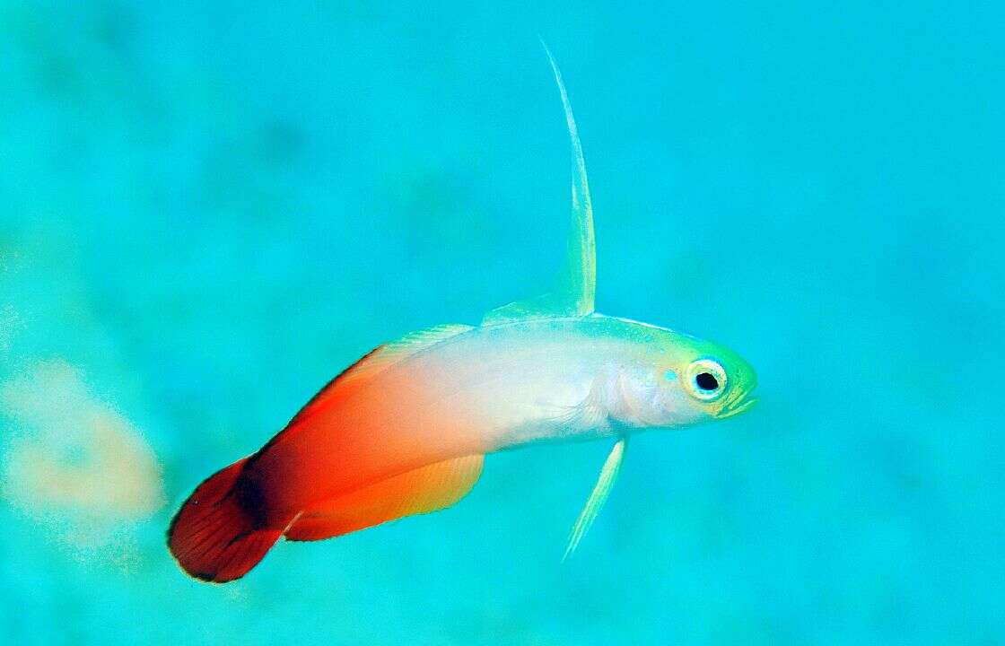 Image of Fire Dartfish