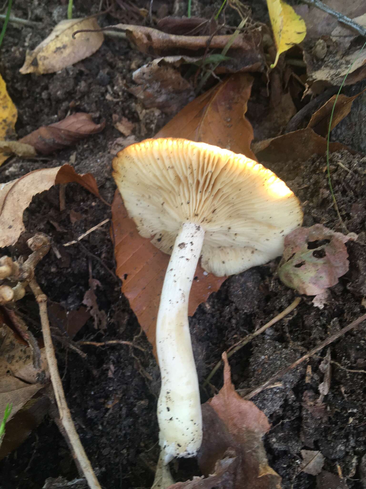 Image of Clitocybe inflatipes M. M. Moser 1995