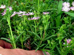 Image of Delosperma ornatulum N. E. Br. ex Stapf