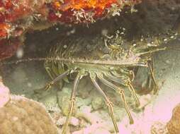 Image of California Spiny Lobster