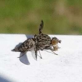 Image of Callopistromyia strigula (Loew 1873)