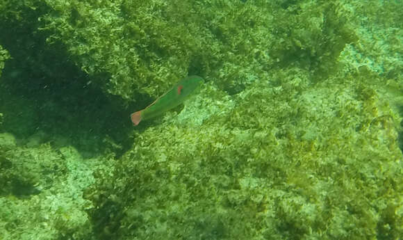 Image of Wounded wrasse