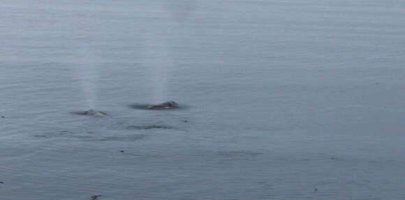 Image of gray whales