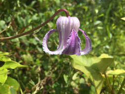 Image of swamp leather flower