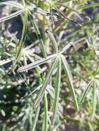 Image of narrowleaf lupine