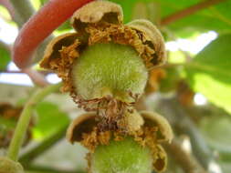 Image de Actinidia chinensis var. hispida C. F. Liang