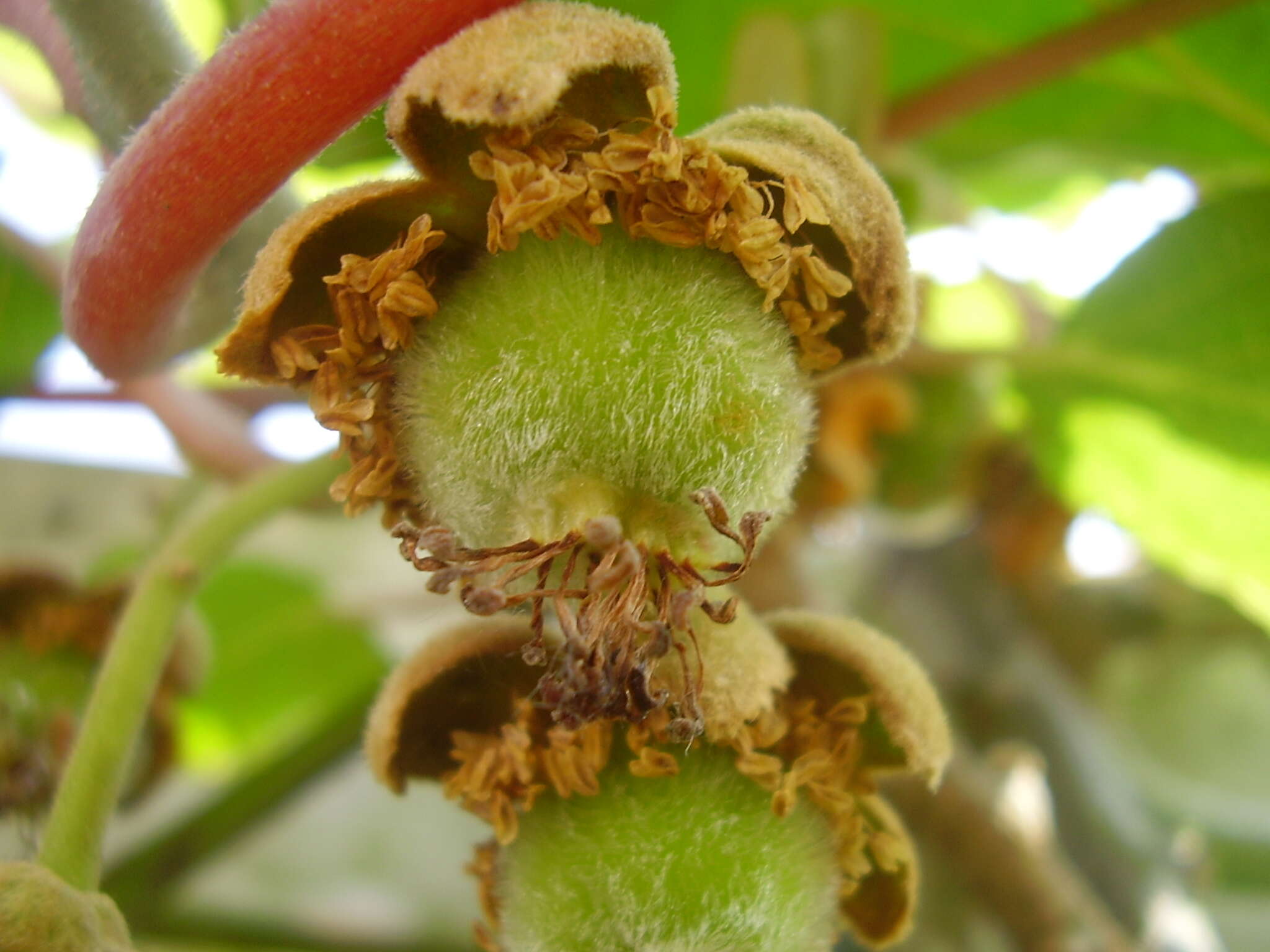 Image de Actinidia chinensis var. hispida C. F. Liang