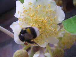 Image de Actinidia chinensis var. hispida C. F. Liang