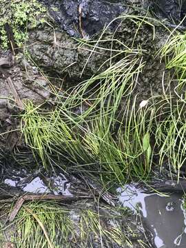 Image of western grasswort