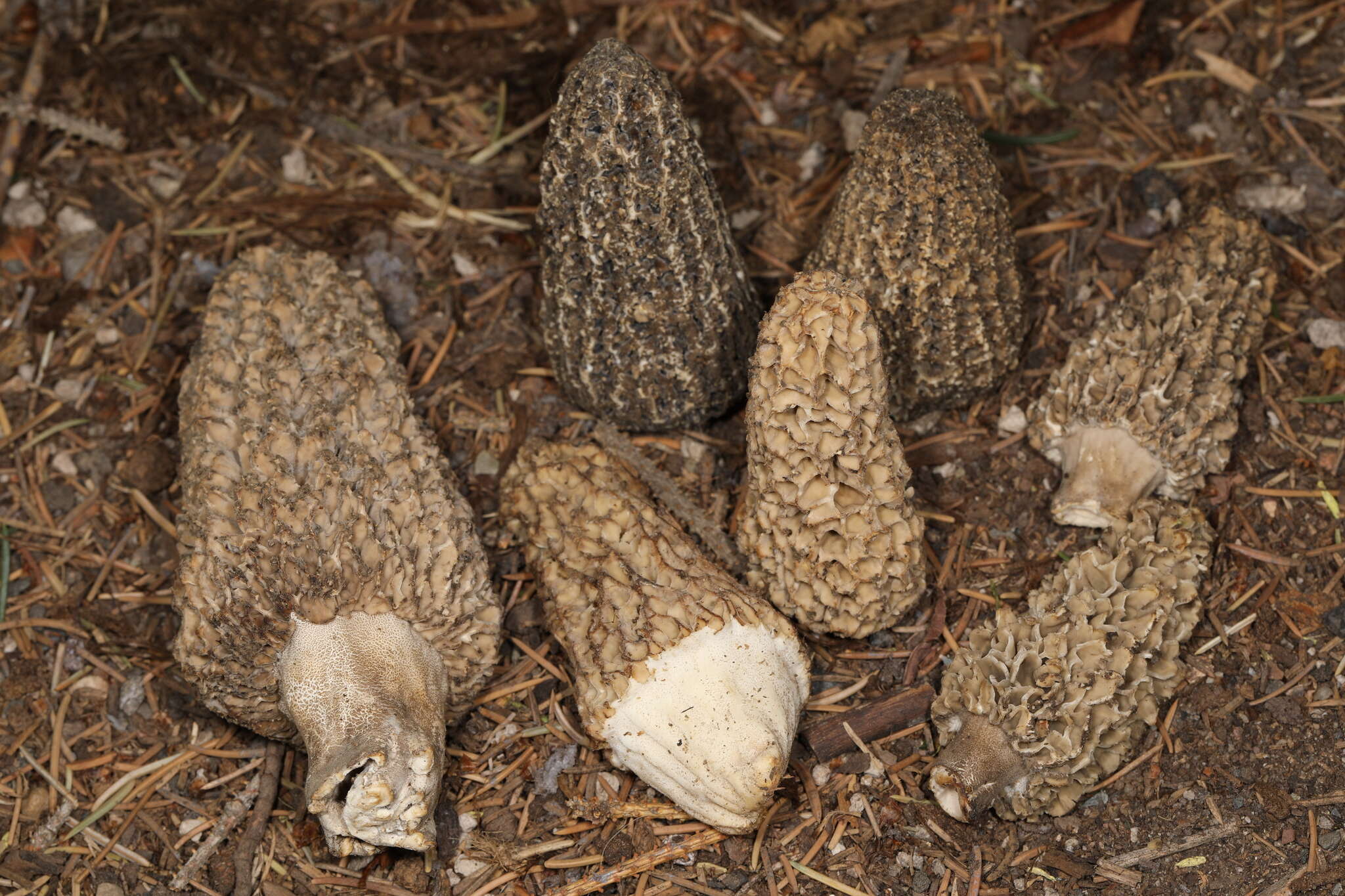 Image de Morchella tomentosa M. Kuo 2008