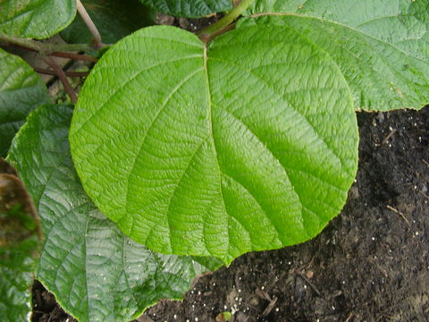 Image of kiwifruit
