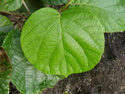 Image de Actinidia chinensis var. hispida C. F. Liang