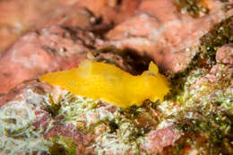 Image of Orange spotted transluscent slug