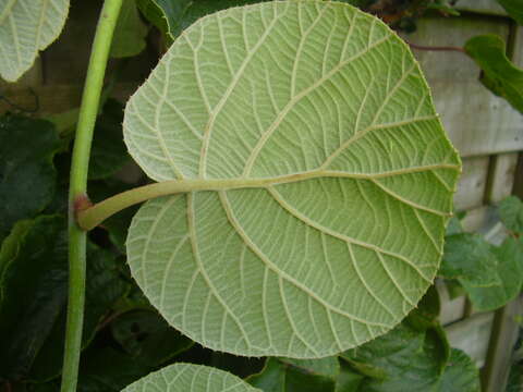 Image de Actinidia chinensis var. hispida C. F. Liang