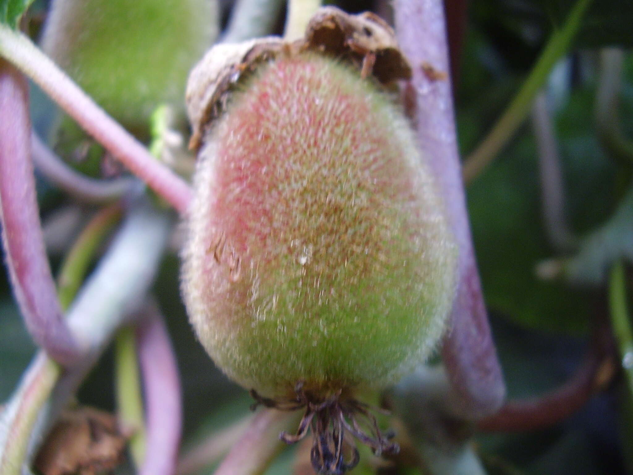 Image de Actinidia chinensis var. hispida C. F. Liang