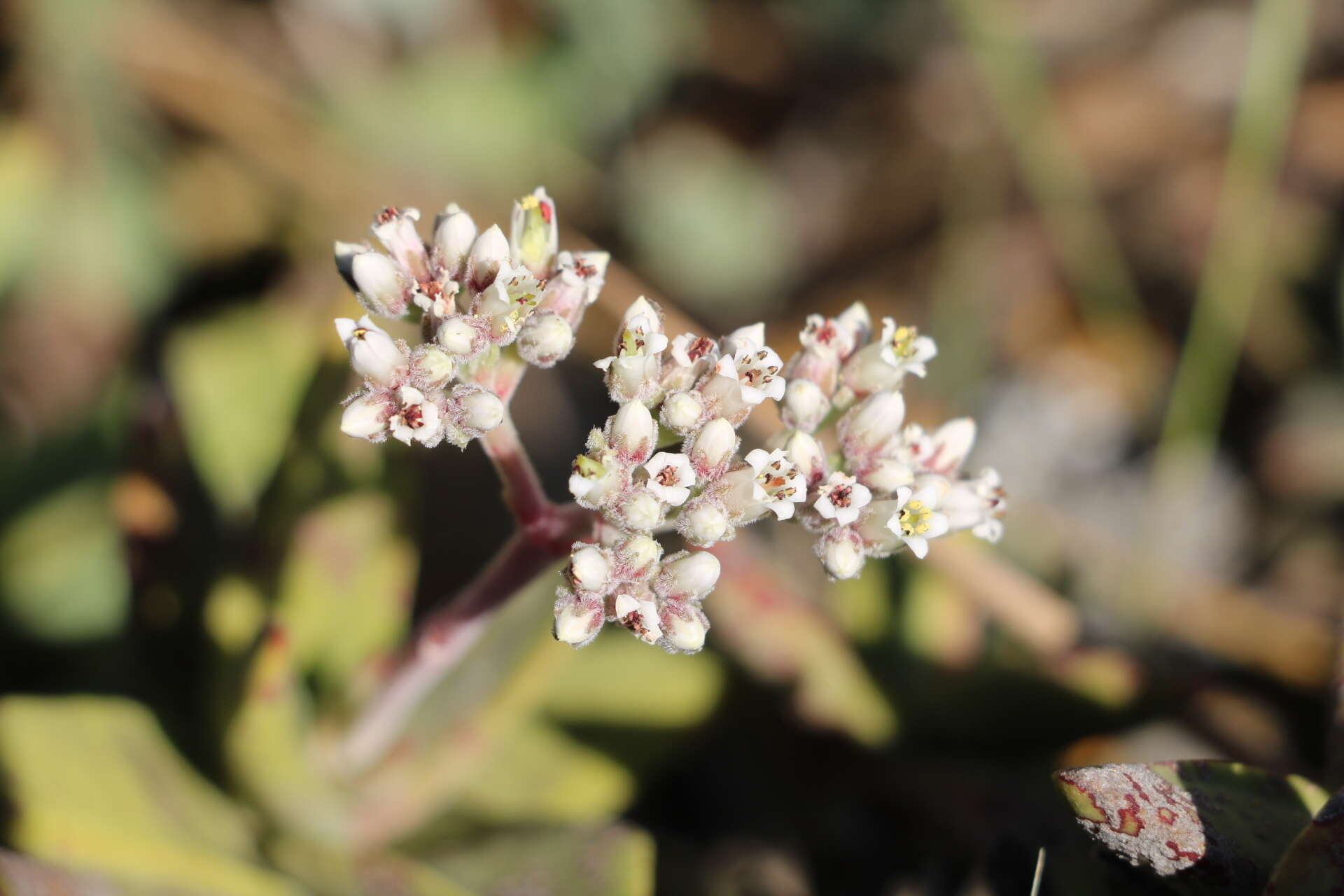 Image of Crassula perfoliata var. heterotricha (Schinz) Tölken