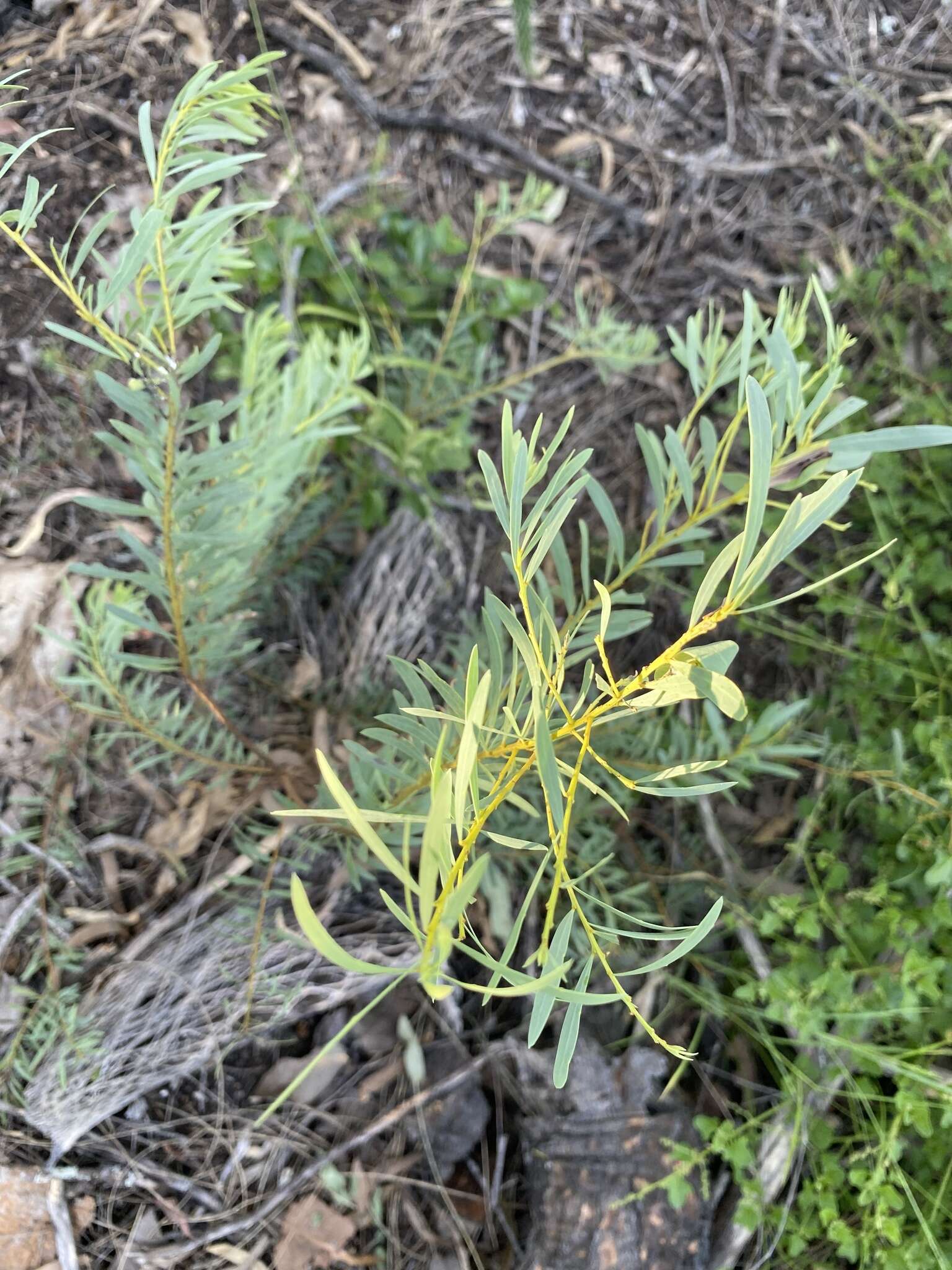 Image of graceful wattle