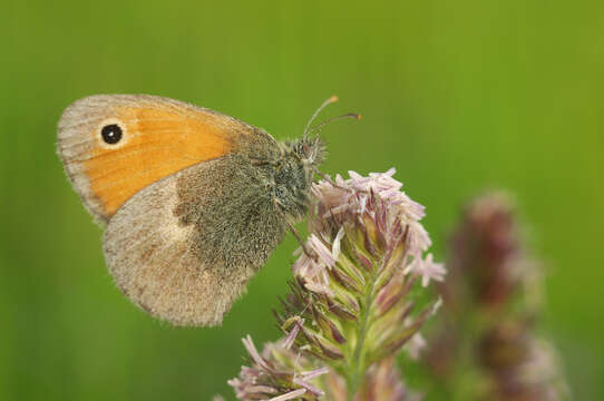 Image of small heath