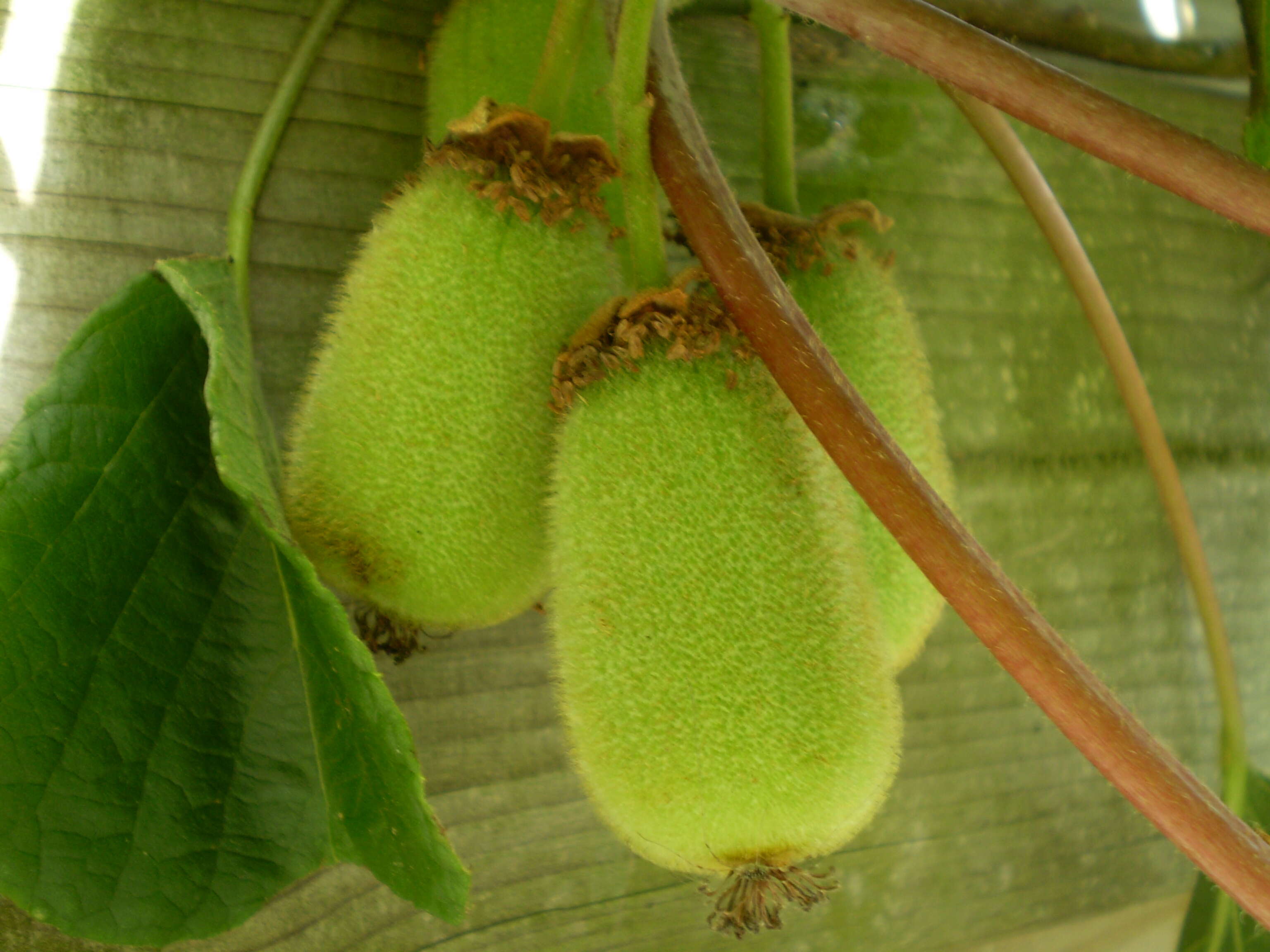 Image de Actinidia chinensis var. hispida C. F. Liang