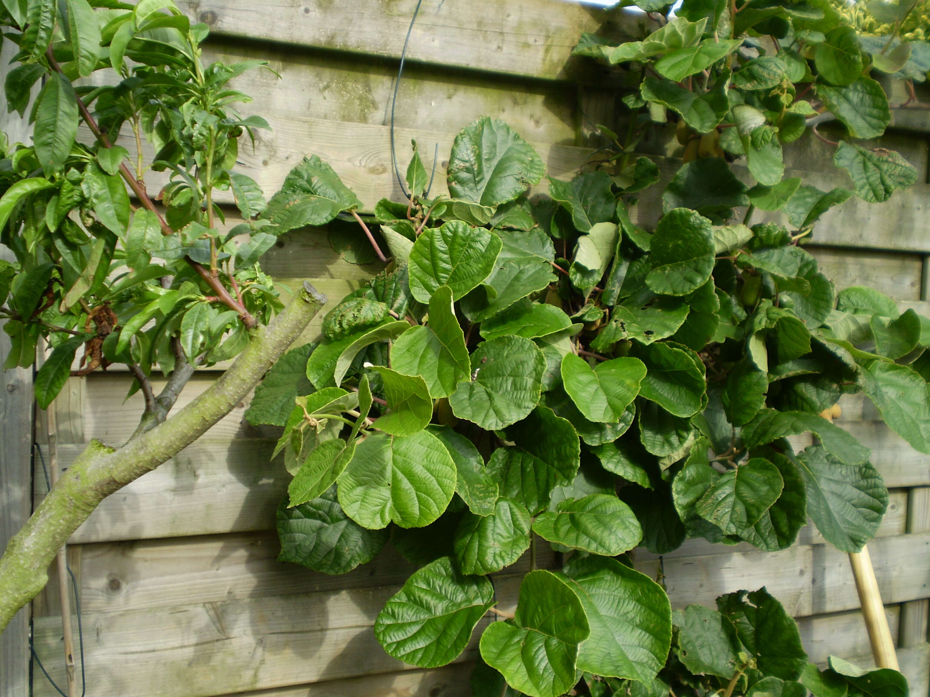 Image de Actinidia chinensis var. hispida C. F. Liang