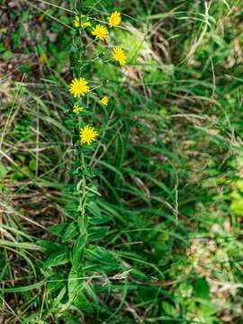 Hieracium laevigatum Willd. resmi