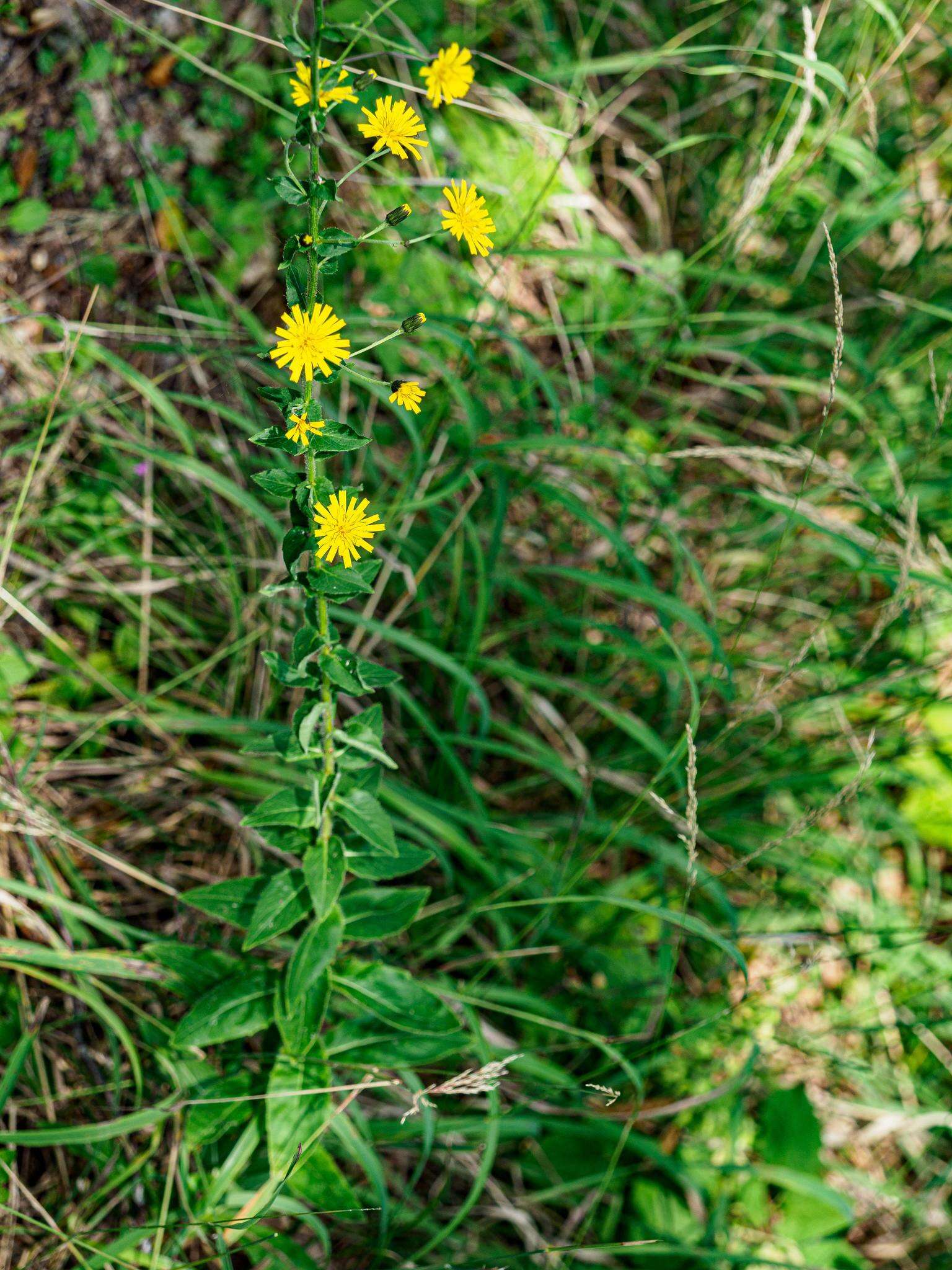 Hieracium laevigatum Willd. resmi