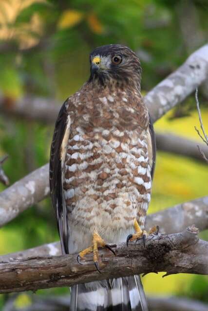 Plancia ëd Buteo platypterus (Vieillot 1823)